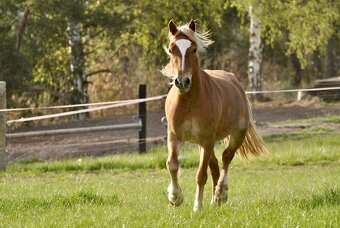 Welsh Cob klisna - 8 let - 9