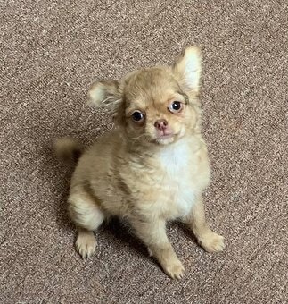 Čivava dlouhosrstá štěňátka - 9