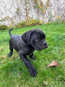 Cane Corso štěňátka BEZ PP - 9