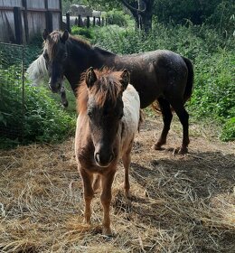 Pony,minihorse - 9