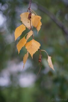 Auto Chinon Muliti-coated 50mm f1.4 Pentax - 9