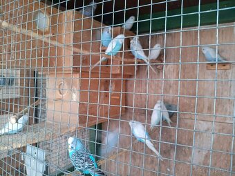 Letošní andulky - okroužkované - 9