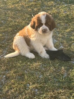 Moskevský strážní pes - 9