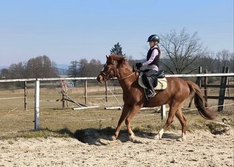 Líbivá charakterní pony klisna - 9