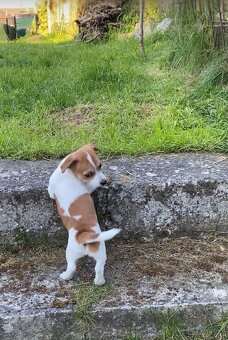 Jack Russell - 9