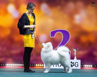 Samojed s FCI PP - LA TORRE ROJA - 9