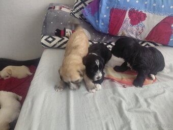 Štěňata bišona na prodej - 9