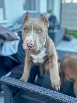 American Bully šteniatka s pp na predaj - 9