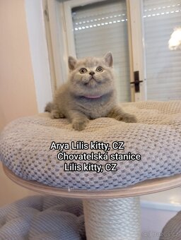 Britská Modrá s Průkazem Původu FIFE - 9
