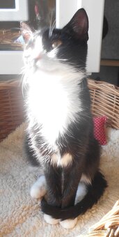 Mazlivý, klidnější 5,5měsíční černobílý kocourek Body - 9