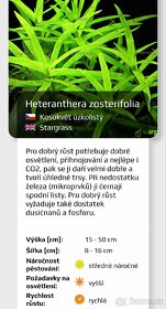 Akvarijní rostlinky a krevetky Red Cherry - 9
