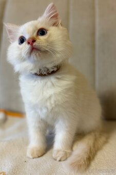 Ragdoll kocourek Imail - 9