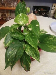 Tlustice symbol bohatství - 9