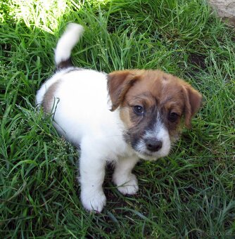 Jack Russell teriér– poslední fenka a 2 pejsci s PP k odběru - 9