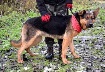 FIBI K ADOPCI - HODNÉ ZLATÍČKO, ZASLOUŽÍ SI MILUJÍCÍ RODINU - 9