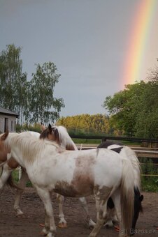 Pastevní ustájení Řehovice u Neveklova - 9