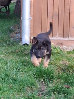 Štěňata Německý ovčák s PP - 9