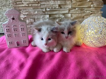 Ragdoll koťátka bez PP - 9