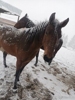 Pronájem pony kobylky 140cm - 9