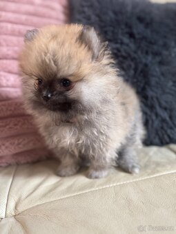 Pomeranian - 9