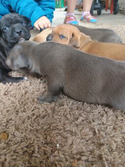 Amstaff - 9