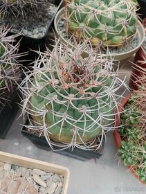 Kaktusy a sukulenty - 9