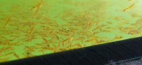 Kreveta Caridina Multidentata (Amano, Japonica) - 9