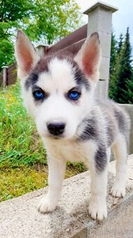 Sibirsky husky - 9