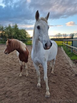 Shagya arab klisna 16-let - 9