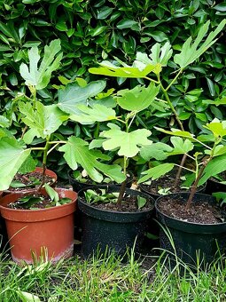 Fíkovník, Ficus Carica, Smokvoň, Brown Turkey, keře, stromky - 9