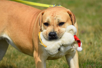 boerboel ballotada - fena 11 měsíců - 9
