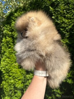 Fenka pomeranian s pp FCI - 9