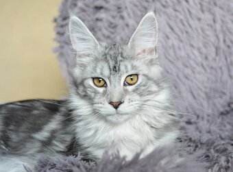 Krásná kočička MCO s PP - 9