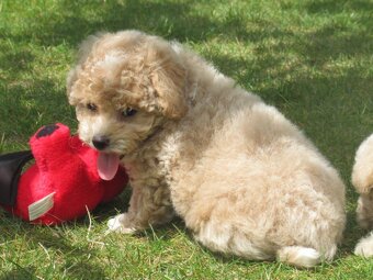 Maltipoo štěňátka - 9