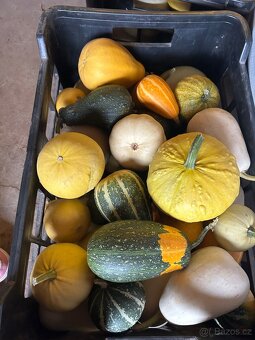 Okrasné dýně - 9