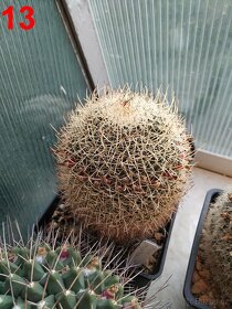kaktusy mammillarie - 9