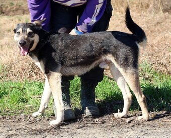 FLOKY K ADOPCI - 1 ROK, HRAVÝ,MILÝ,VHODNÝ K DĚTEM - - 9