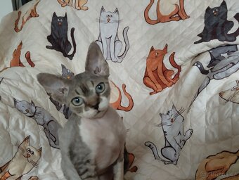 Kocourek Devon rex s pp - 9