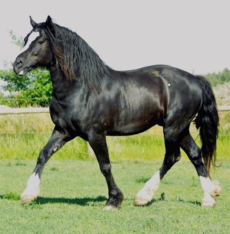 Welsh Cob klisna - 1,5 roku - 9