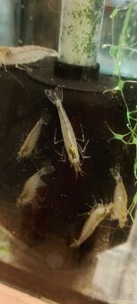 Čtverzubec trpasličí - 9