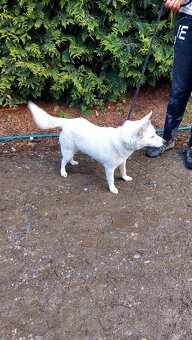 Spic shiba bilej - 9