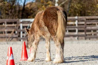 letošní hřebeček irský cob Kai - silver dapple - 9