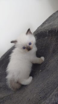 Ragdoll - 9