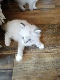 Ragdoll koťátka bez PP - 9