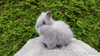 Zakrslý králík, králíček -(TEDDY)-FÍLA - 9