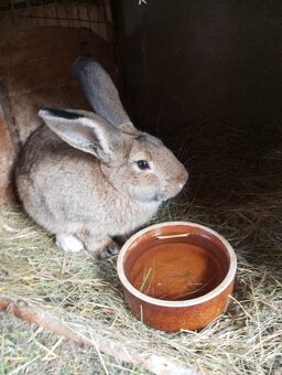 Německý obrovitý strakáč, belgický obr+Nos,Bu - 9