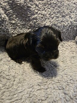 Jorkšířský teriér s PP - 9