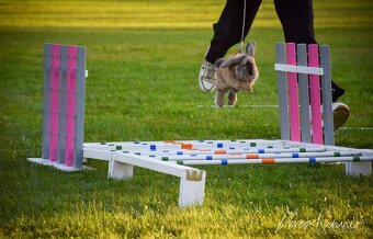 Nabízím předváděcí akci králičího hopu - 9