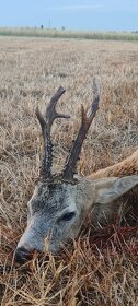 Polovačka na srnce a jelene v maďarsku - 9