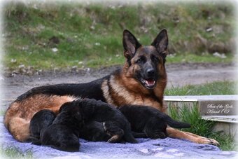Německý Ovčák štěňata - 9